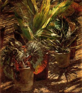 Begonia